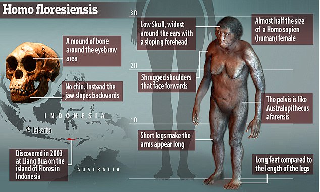 homo-floresiensis